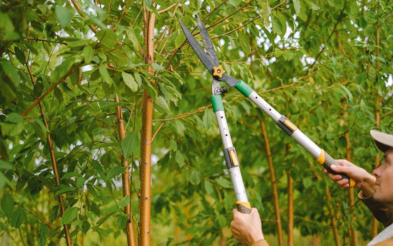 Tree trimming in Ursa, IL