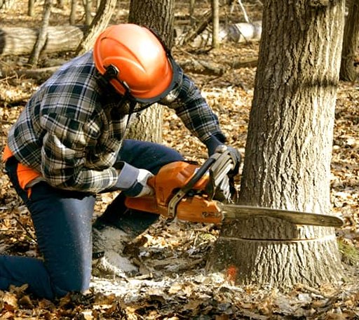 Tree Removal in Ursa, IL